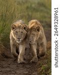 Subadult lions of black rock pride walking in Savannah, Masai Mara, Kenya
