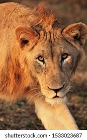 Sub-adult Male Lion Coming In For A Close-up On A South African Safari Guide Tour.