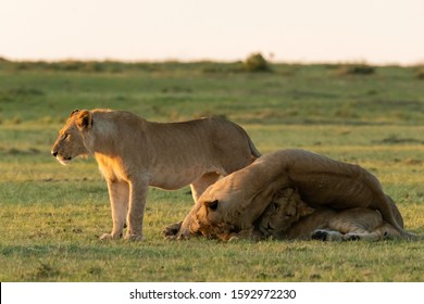 Subadult Male Lions Greeting Each Other Stock Photo 1592972230 ...