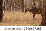 A Subadult Male Nilgai in the Forests of Panna National Park, Madhya Pradesh,  India