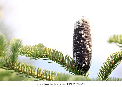 A Subalpine Fir Cone Dripping With Sap