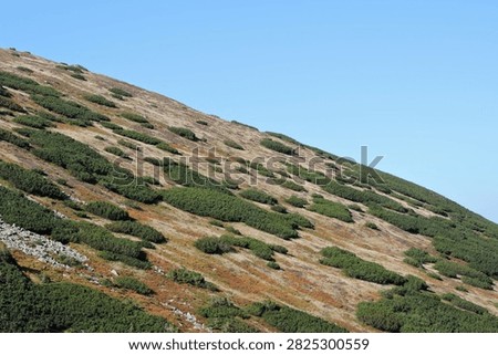 Subalpine zone mountain slope with dwarf pine and autumn alpine tundra in September, Tatra Mountains in Poland
