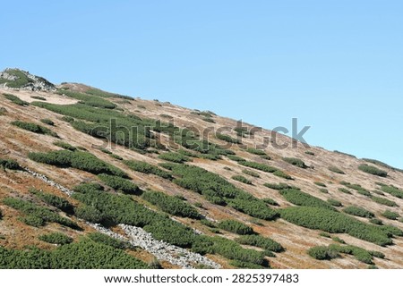 Subalpine zone mountain slope with dwarf pine and autumn alpine tundra in September, Tatra Mountains in Poland