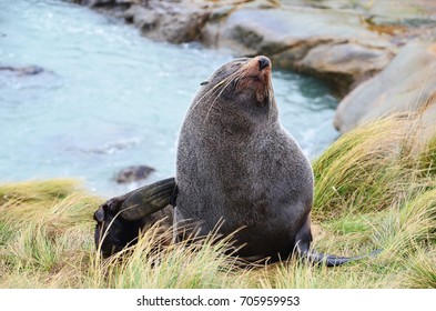 Subantarctic Fur Seal In New Zealand Who Is Scratching