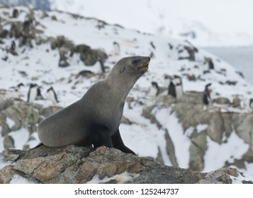 Subantarctic Fur Seal On A Rock Against The Penguins.