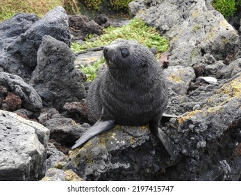 Subantarctic Fur Seal Pup With Black Lava Backdrop On Marion Island