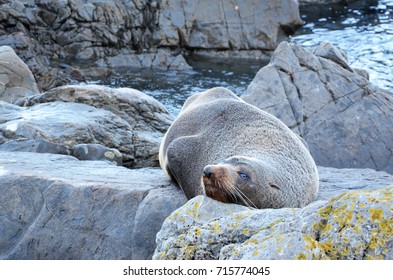 Subantarctic Fur Seal Sleeping