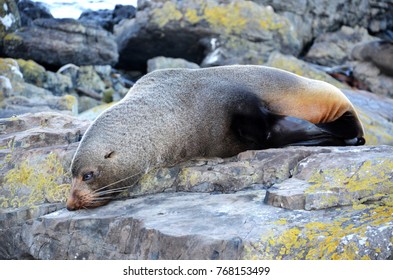 Subantarctic Fur Seal Sleeping