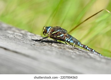 Subarctic Darner (Aeshna Subarctica) Resting On A Plank Low Angle.