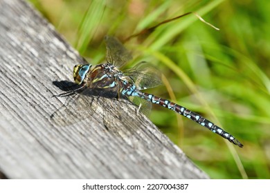 Subarctic Darner (Aeshna Subarctica) Resting On A Plank.