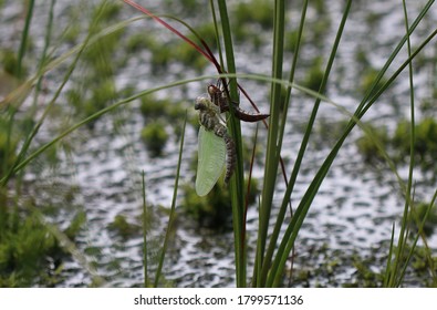 Subarctic Hawker - Freshly Hatched