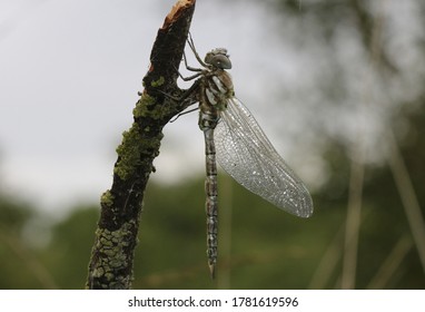 Subarctic Hawker - Just Hatched