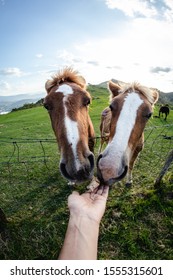 Subjective View, Hand Feeding Two Horses