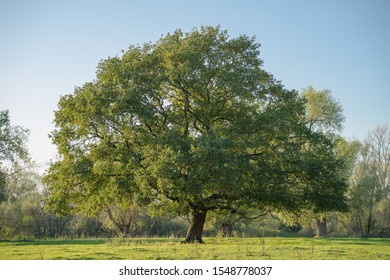 Sublime, even tree in the meadows in the evening hours. - Shutterstock ID 1548778037