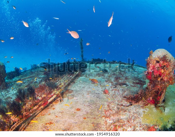 Submarine\
communications cables covered with feather hydroids (Playa del\
Carmen, Quintana Roo, Yucatan, Mexico in\
2012)