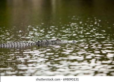 Submerged Alligator Lurking In River At Okefenokee National Wildlife Refuge, Georgia, USA