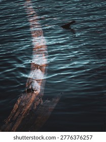 Submerged Dead Tree Trunk with Reflection in Dark Lake Water, Abstract Nature Detail