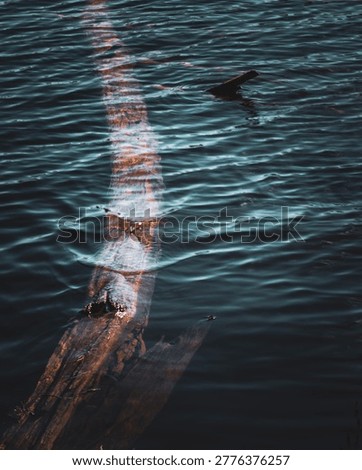 Submerged Dead Tree Trunk with Reflection in Dark Lake Water, Abstract Nature Detail