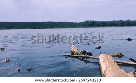 Submerged and floating tree trunks on Lake Sidi Boughaba in Morocco, with forest in the background.