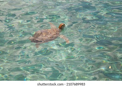 Submerged Green Sea Turtle, Chelonia Mydas, Gasping For Air 