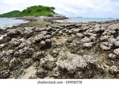 Submerged Reefs Of Coral Reef When Lowing Of Water