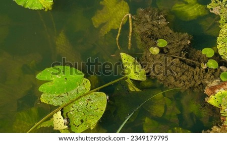 Submergent aquatic plants. Freshwater algae background. Ecosystem concept. Blur under water.