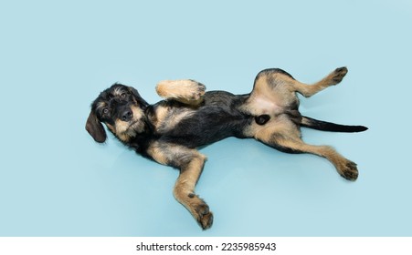 Submissive male mixed breed puppy dog lying dowm and  belly-up on isolated blue pastel background - Shutterstock ID 2235985943