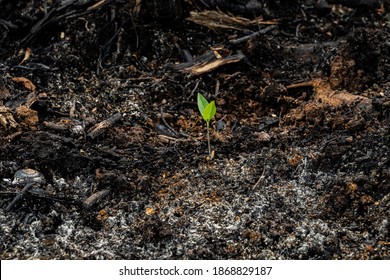 subsistence farmers burn small plots of forest for space to grow crops