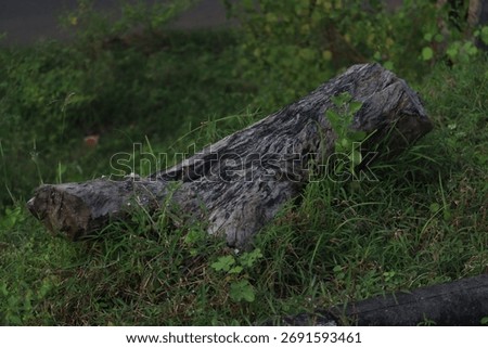 A substantial timber element, potentially a fallen tree trunk or log, is situated on the ground, surrounded by verdant vegetation.