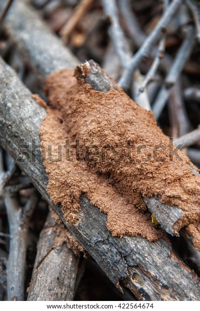 Subterranean termite\
damage