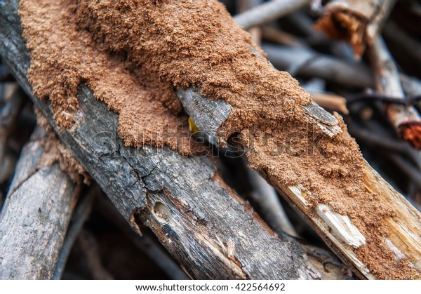 Subterranean termite\
damage