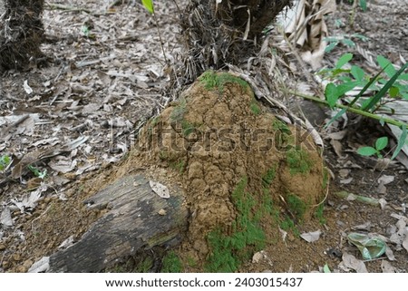 Subterranean termite house. Visible above the ground, they act as decomposers and improve the soil air cycle