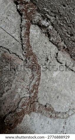 The subterranean termites on the wall