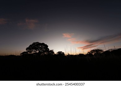 A subtle dusk scene with faint pink clouds against a darkening sky. Silhouetted trees and tall grasses are visible, suggesting a calm and quiet evening. - Powered by Shutterstock