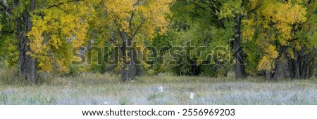 subtle fall colors at dusk along the Poudre River in northern Colorado