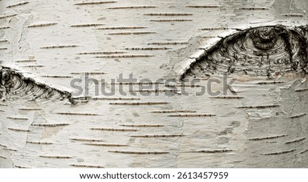 Subtle Horizontal Striations Smooth Birch Bark White Grey Tones Light Paper Birch Texture Natural Tree Detail View