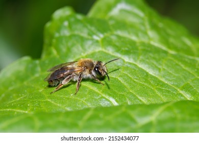 The subtle miner bee (Andrena subtilis) on big green leaf - Shutterstock ID 2152434077