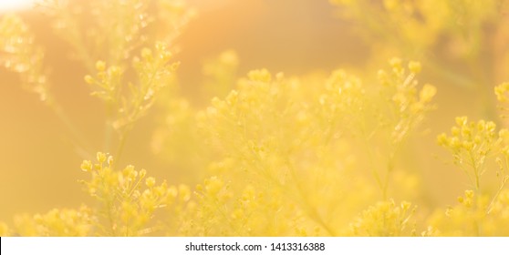 Subtle yellow background. Scenic nature summer background of small wild meadow flowers at evening. Soft focus blurred image at sunny sunset time. Color of the year 2021 - illuminating yellow.
