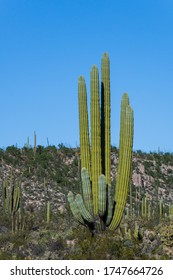 Subtropical Desert Landscape With Carnegiea Gigantea Cactus Known As The Sagueso Growing In The Sonoran Desert In Mexico - Landscape Nature Photography