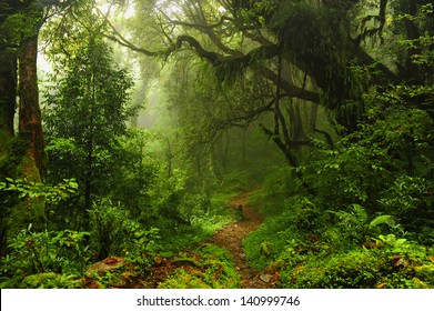 Subtropical forest in Nepal