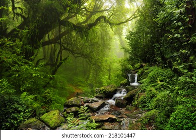 Subtropical forest in nepal - Shutterstock ID 218101447