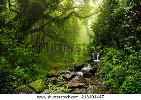 Subtropical forest in nepal