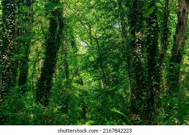 Subtropical Liana Forest In The Delta Of The Samur River