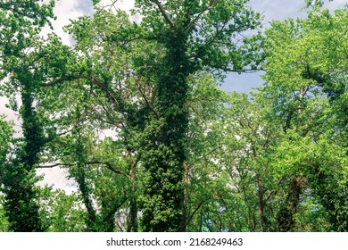 Subtropical Liana Forest In The Delta Of The Samur River