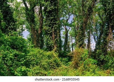 Subtropical Liana Forest In The Delta Of The Samur River