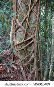 Subtropical Strangler Fig 