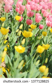 suburb park where colorful and pretty tulips bloom
