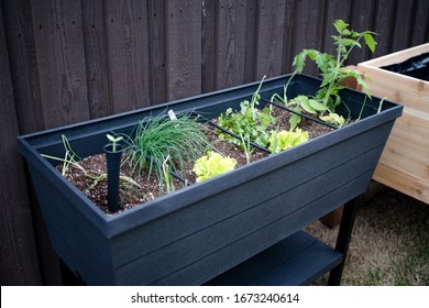 Suburban Backyard Raised Plastic Patio Container Garden Filled With Organic Vegetables And Herbs.