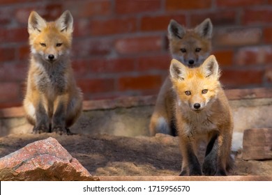 Suburban Fox Kit Triplets At Play In Front Of Their Den Near Denver, Colorado. They Appear To Be Social Distancing