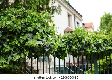 Suburban House In Summer. Large Luxury House With A Beautiful Landscaped Yard In The Suburbs.